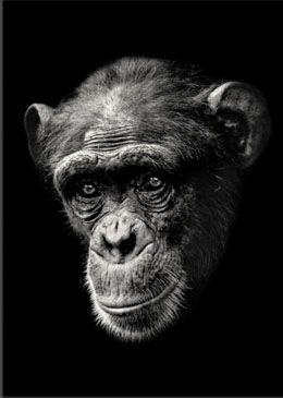 chimpanzee-portrait-onblack-wall-art