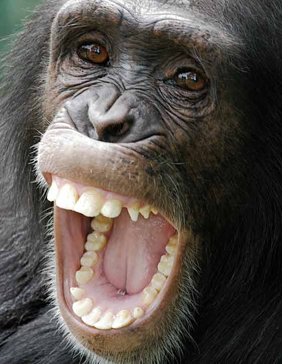 Chimpanzee close-up