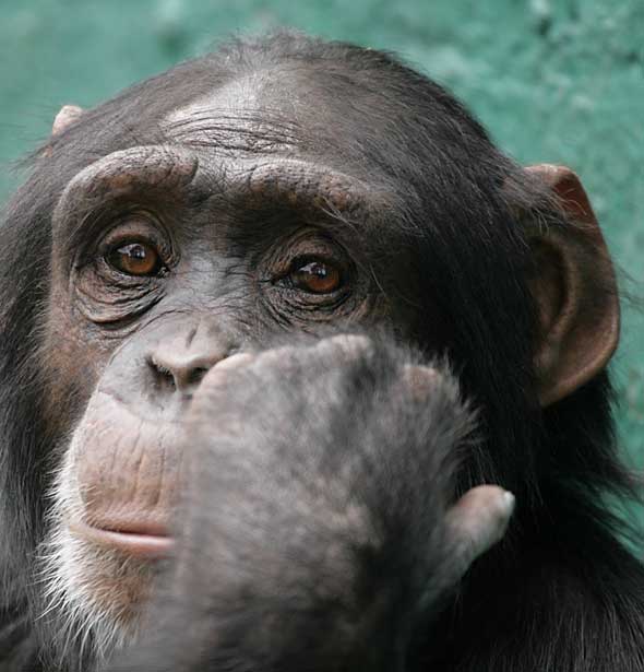 Captive chimpanzee, close-up