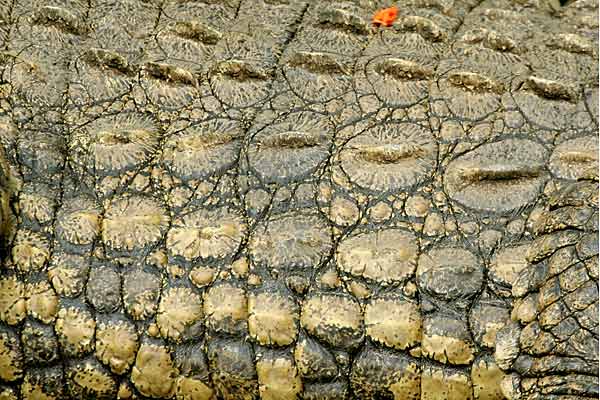 Close up of Nile crocodile skin