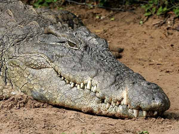 Nile crocodile, close-up