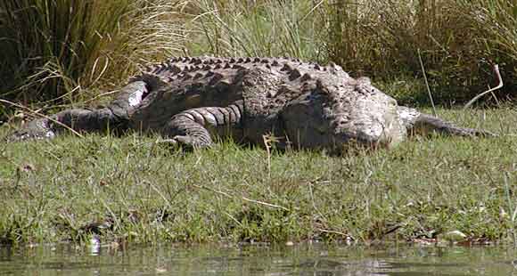 Crocodile basking on riverbank