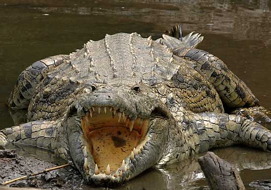 Crocodile jaws and teeth