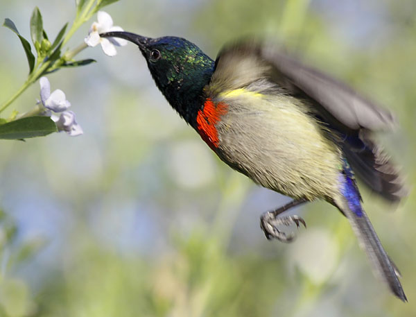 southern double-collared sunbird hovering while feeding on nectar