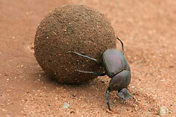 Dung beetle pushing dung ball, Mkuzi Game Reserve, South Africa