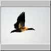 Egyptian Goose in flight
