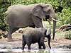 Picture of elephant adult and youngster, Botswana