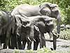 Elephant group drinking from waterhole, Botswana