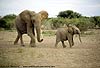 Picture of elephant and calf, Tuli Block, Botswana