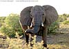 Front view of elephant, Tuli Block, Botswana