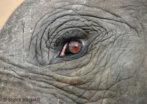 Elephant eye, close-up