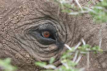 Elephant's eye, Mashatu Game Reserve, Botswsana