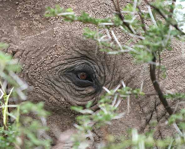 Elephant's eye framed by acacia thorns and leaves