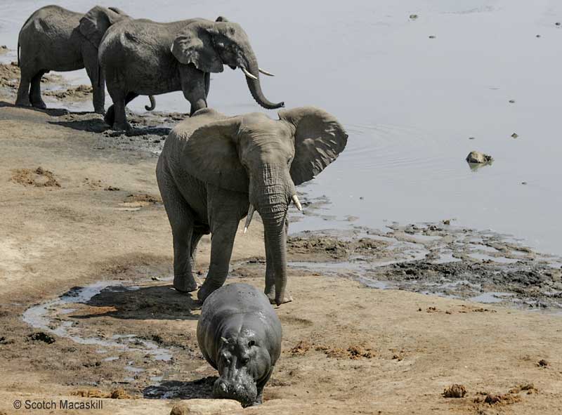Adult elephant opts to intervene