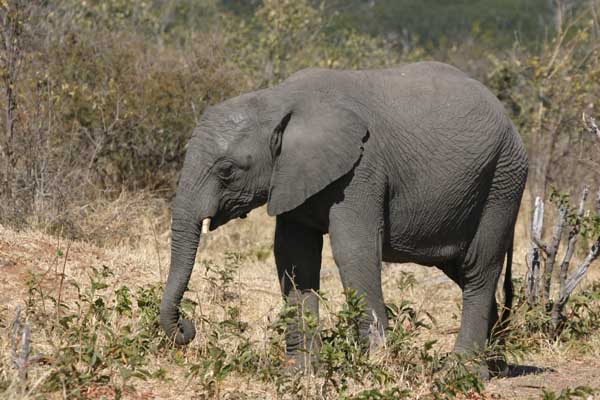 Elephant foraging for food