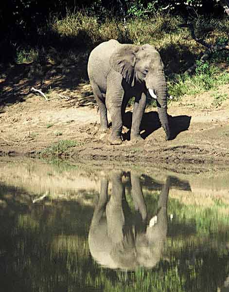 Elephant on banks of river