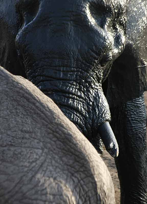 Elephant close-up, Hwange National Park