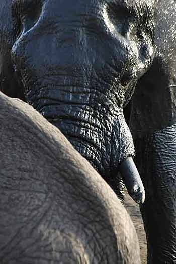 Wet and dry elephants, Hwange National Park, Zimbabwe