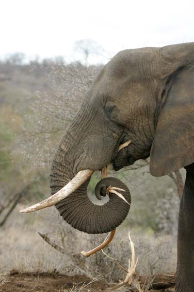 elephant stripping branches