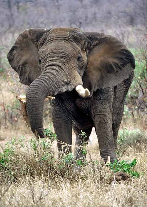 elephant stripping small bush, Kruger National Park