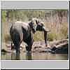 Elephant on banks of Zambezi River
