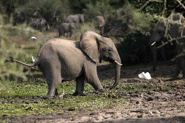 Elephant wading in river shallows