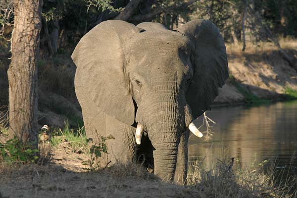 Elephants on banks of Zambezi River
