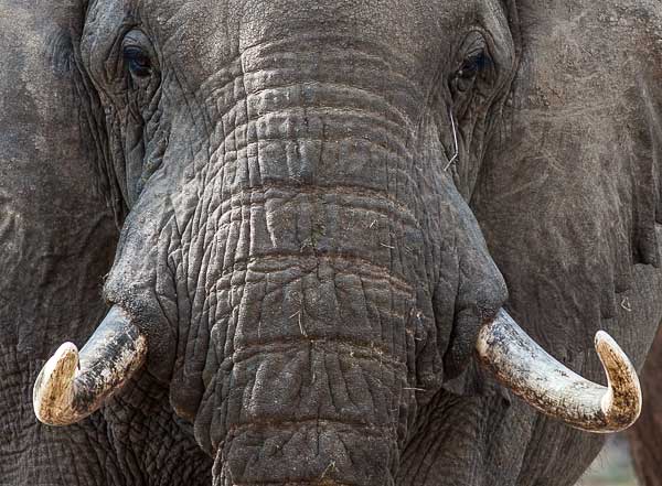 Elephant bull, close-up showing tusks