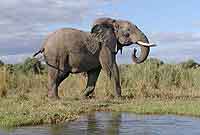 Elephant on banks of Zambezi river