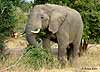 Elephant eating branch, Lower Zambezi NP, Zambia