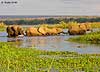 elephant herd crossing river, Lower Zambezi NP, Zambia
