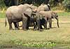 Elephant family, Lower Zambezi NP, Zambia