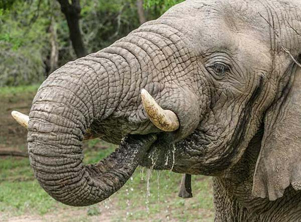 Elephant Using Trunk to Drink, Mkhuze Game Reserve