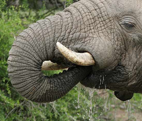 Elephant using trunk to drink water