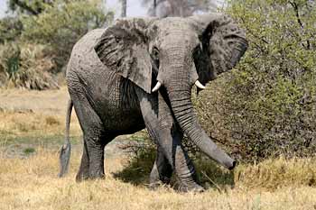 Elephant waving trunk, Okavango Delta, Botswana