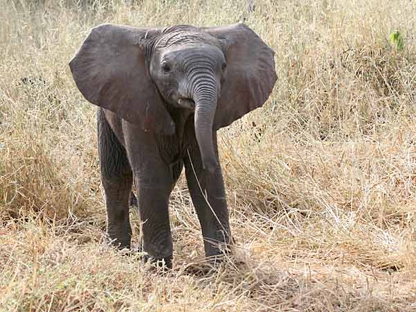 Inquisitive Baby Elephant with ears spread, Mashatu Game Reserve