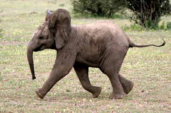 Baby Elephant on the run