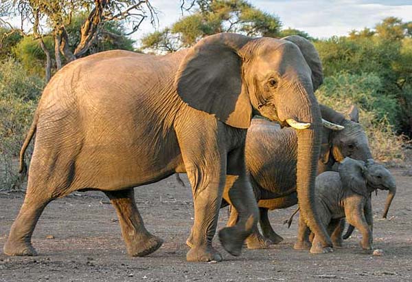 Elephant female with youngsters, Mashatu Game Reserve