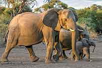 Elephant matriarch with juveniles