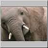 Elephant close-up, Mashatu Game Reserve, Botswana