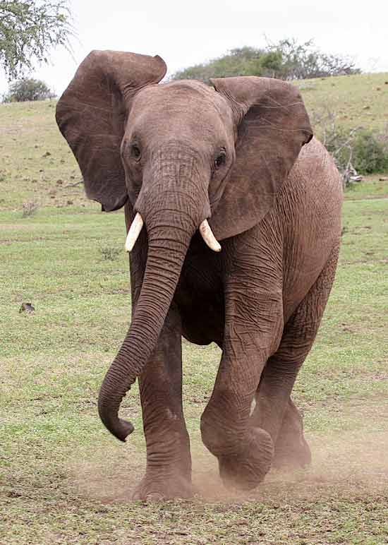 Elephant prepares to mock charge