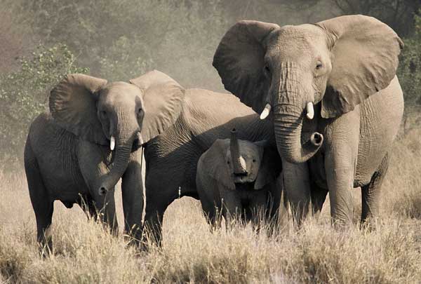 Elephant family grouping together in defensive formation