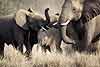 Elephant family defensive formation, Tuli Block, Botswana
