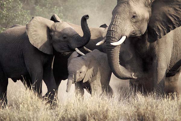 Elephant family herd
