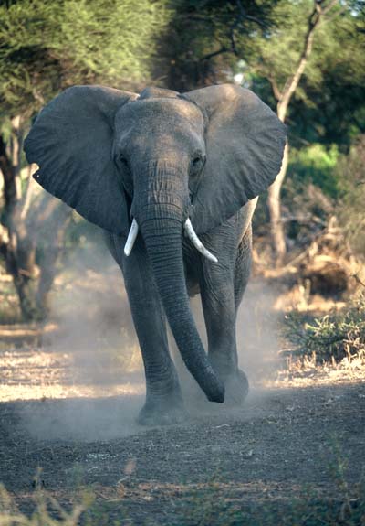 Elephant in threat display