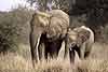 Elephant mother and calf, Tuli Block, Botswana