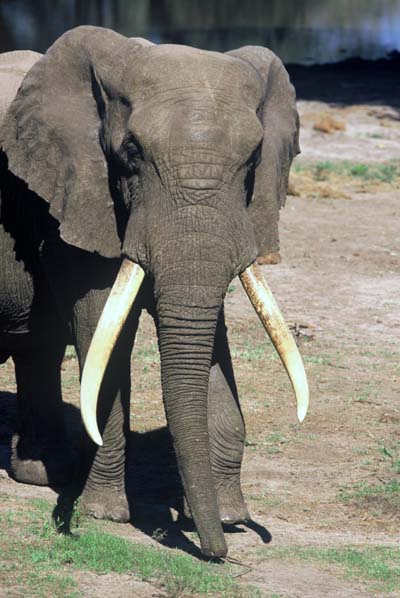Elephant bull close-up
