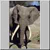 Elephant bull with huge trunks, head shot