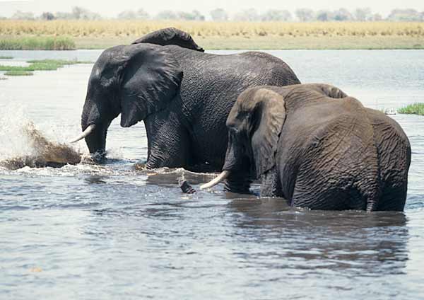 Elephants wading in Chobe River