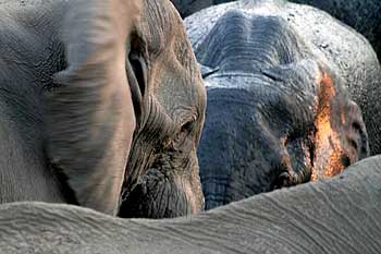 elephant group, Hwange National Park, Zimbabwe
